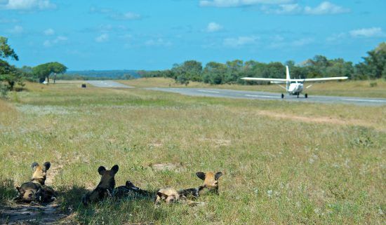 Resting wild dogs watch the action on the airstrip