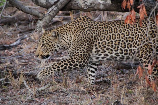 A stalking leopard in the Kruger National park