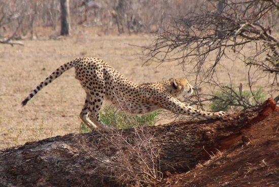 A stretching cheetah on a fallen tree trunk