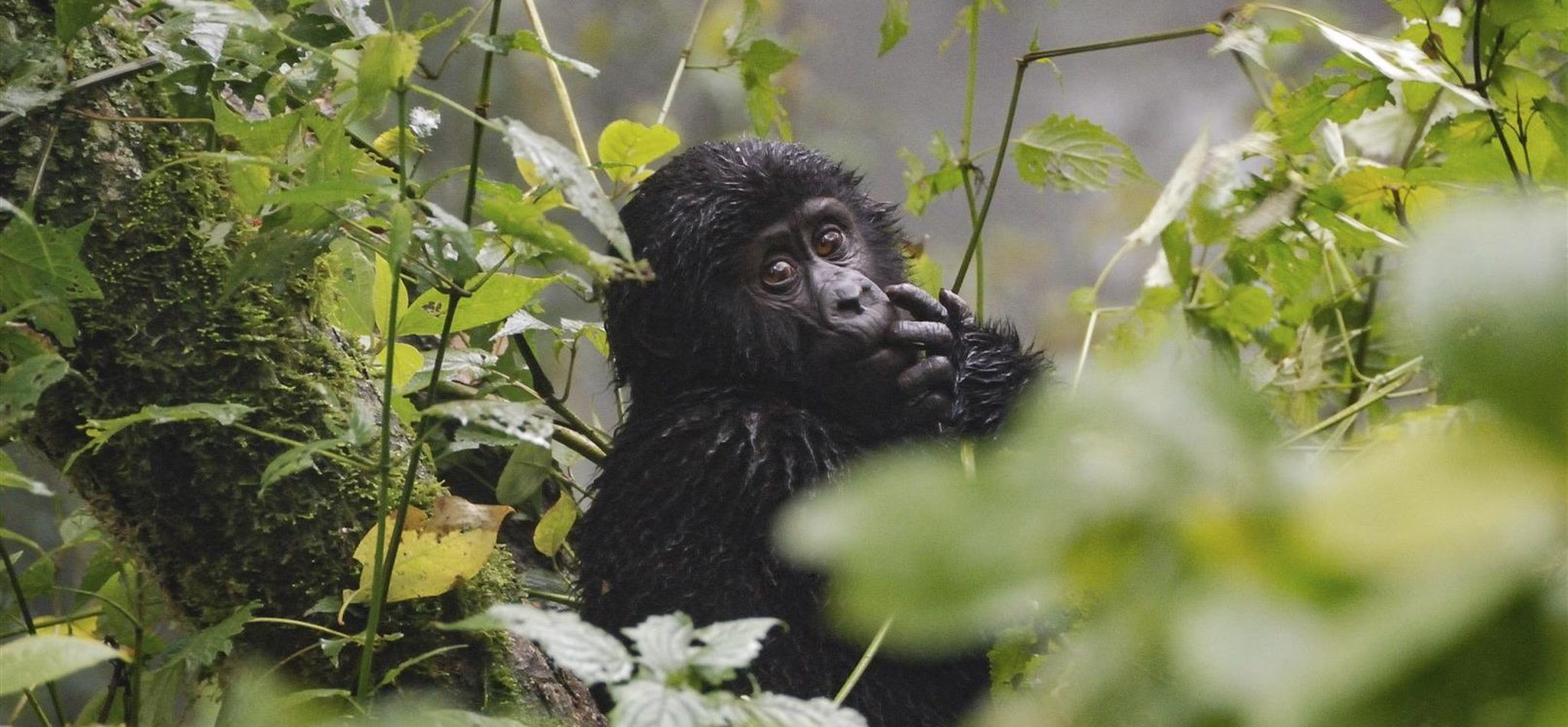 Baby gorilla in Bwindi National Park