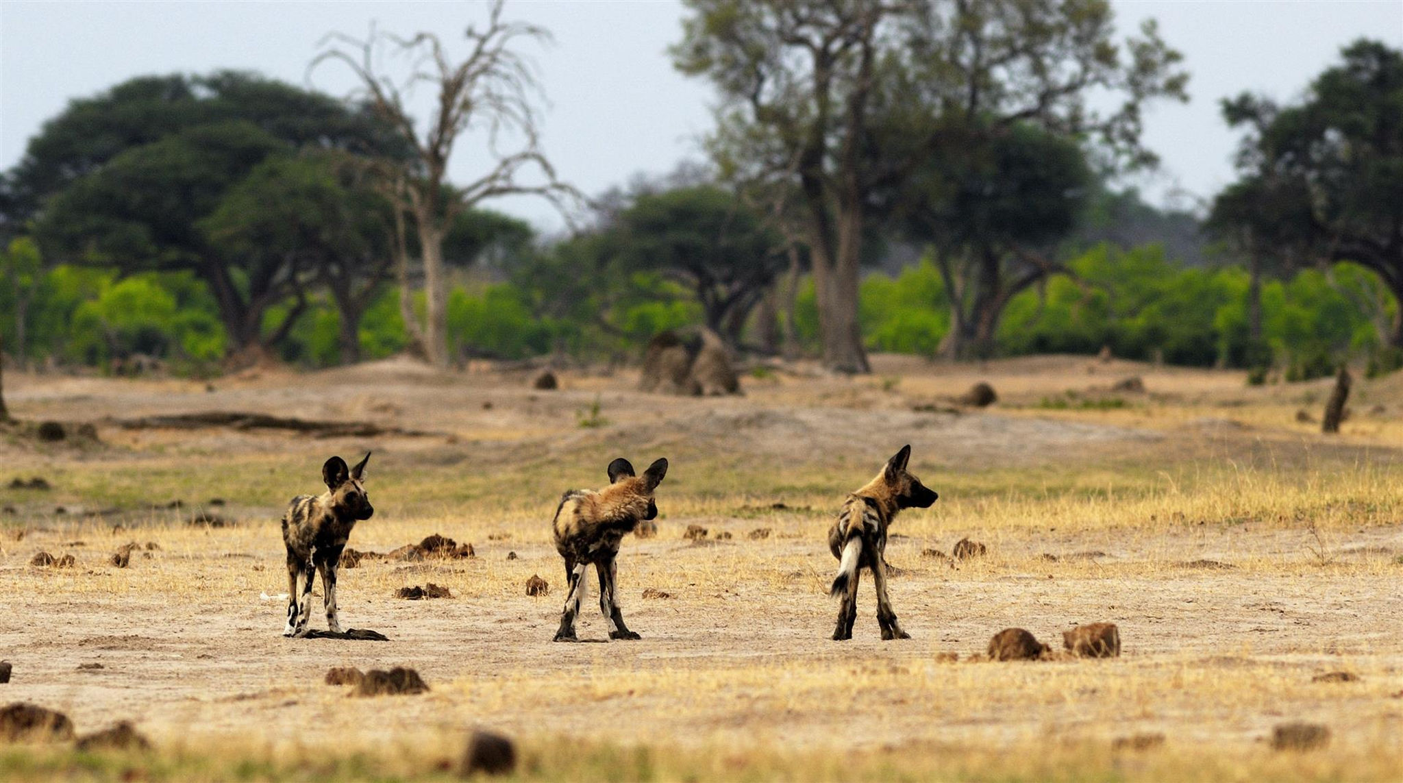 Wild dog pups watching their surroundings