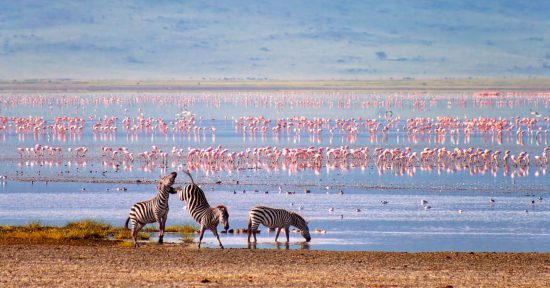 Zebras und Flamingos in den Ebenen des Ngorongroro Kraters