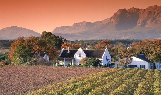 Vineyards in Paarl , Western Cape 