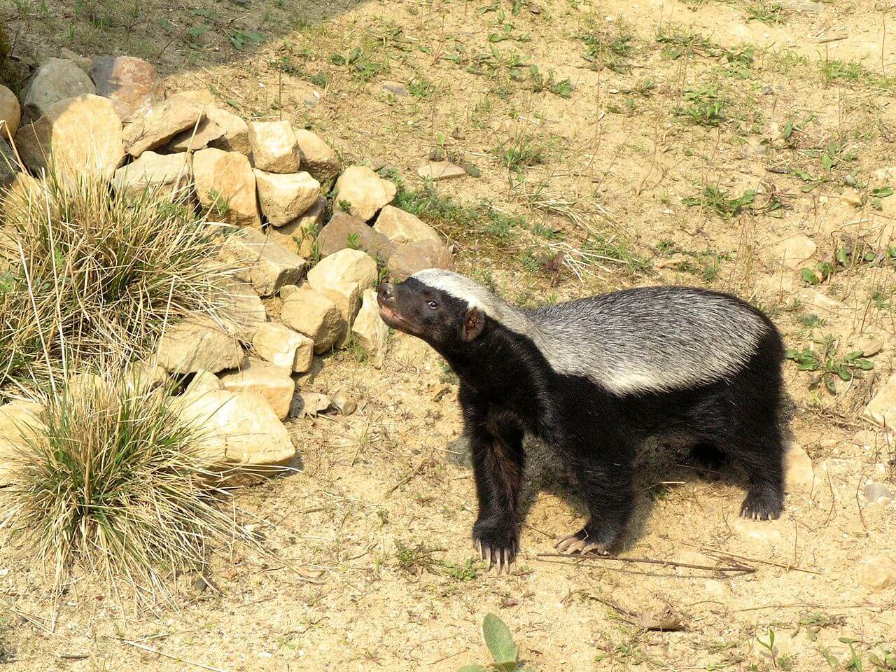 A rare honey badger hisses