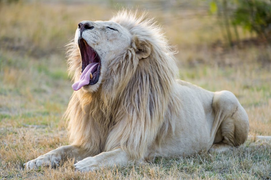 A white lion yawns