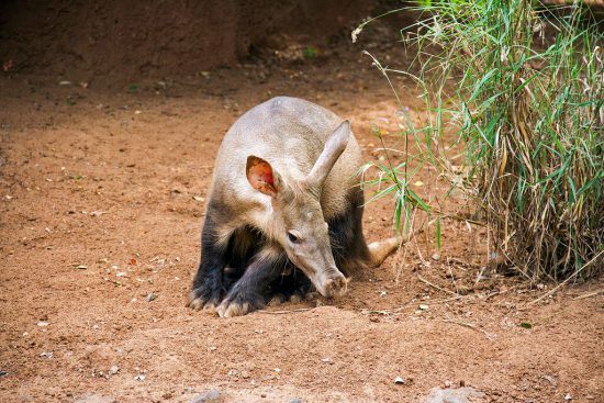 The rare aardvark is delightful to watch