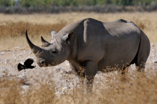 Spitzmaulnashorn im hohen Steppengras