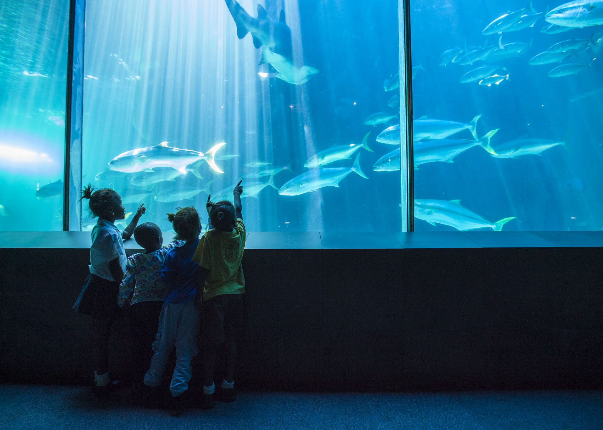 Que faire à Cape Town ? | Two Oceans Aquarium