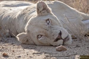 Lionne blanche allongée dans la savane