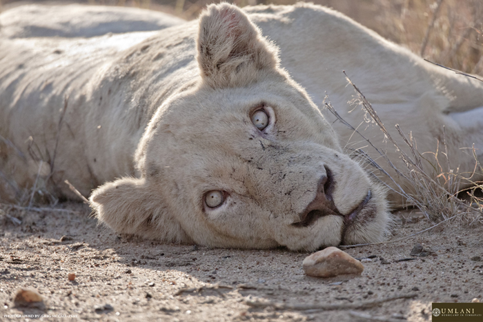 A white lioness at Umlani Bushcamp