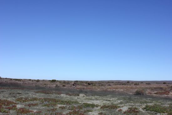 Autruches dans le Parc National du lagon de Langebaan