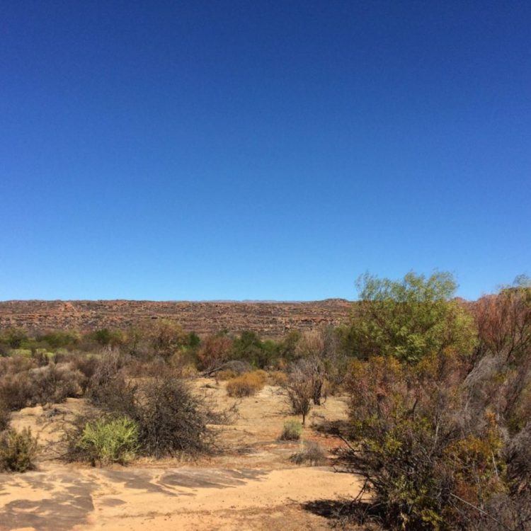 Promenade dans les plaines du Cederberg