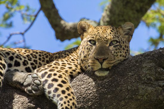 leopard in the wild