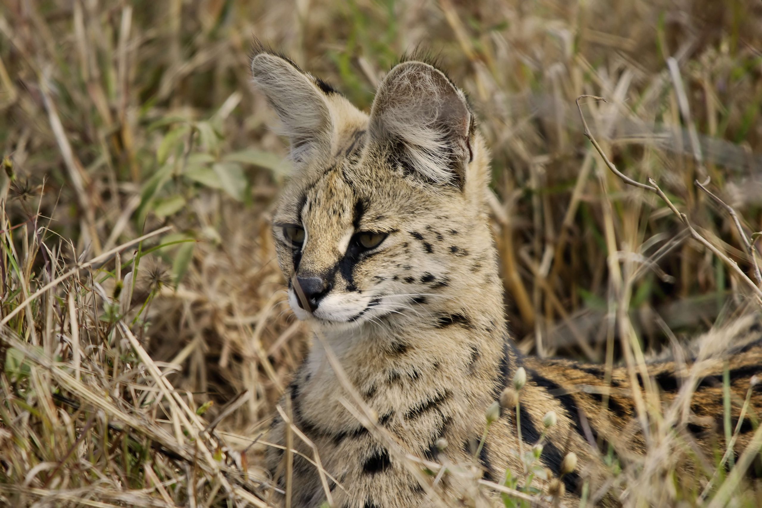 A rare serval camouflages well into its natural habitat 