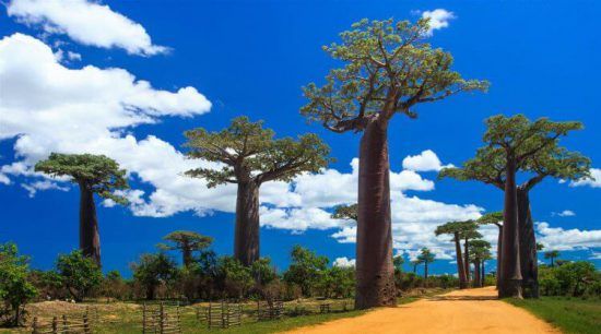 The Mesmerising Baobab Alley in Madagascar