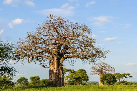 Baobab tree with vultures on top