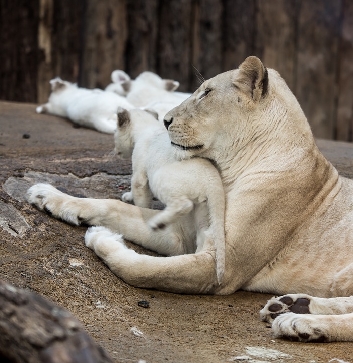 A mother with her white lion cubs