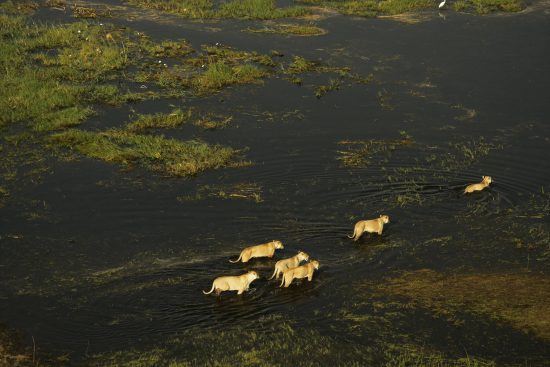 A pride of lions walking through the water