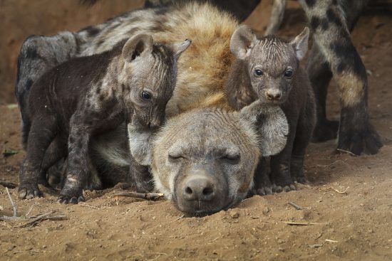 A mother hyena with her two cubs