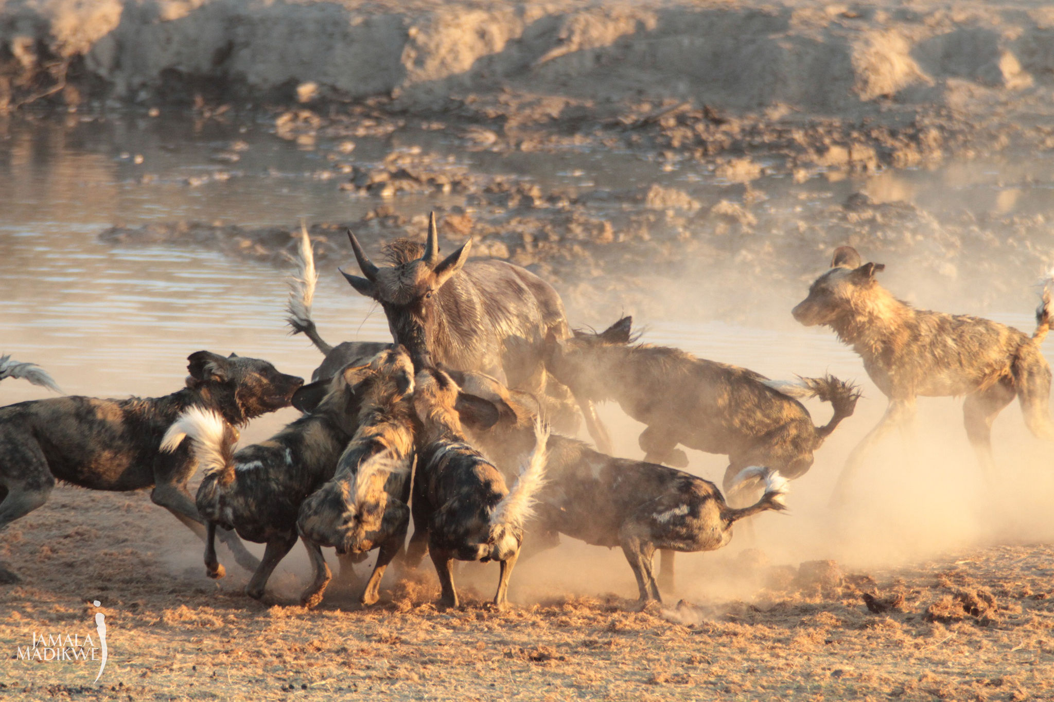 wild dogs making a kill