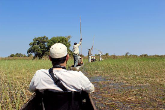 Line of mokoros in Okavango Delta