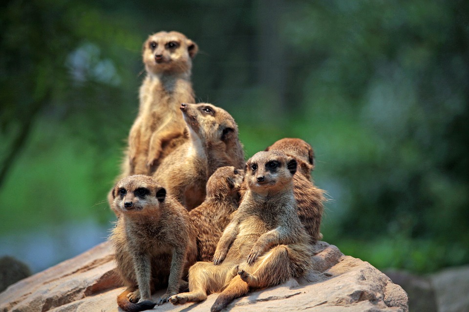 Meerkats keep a lookout together 