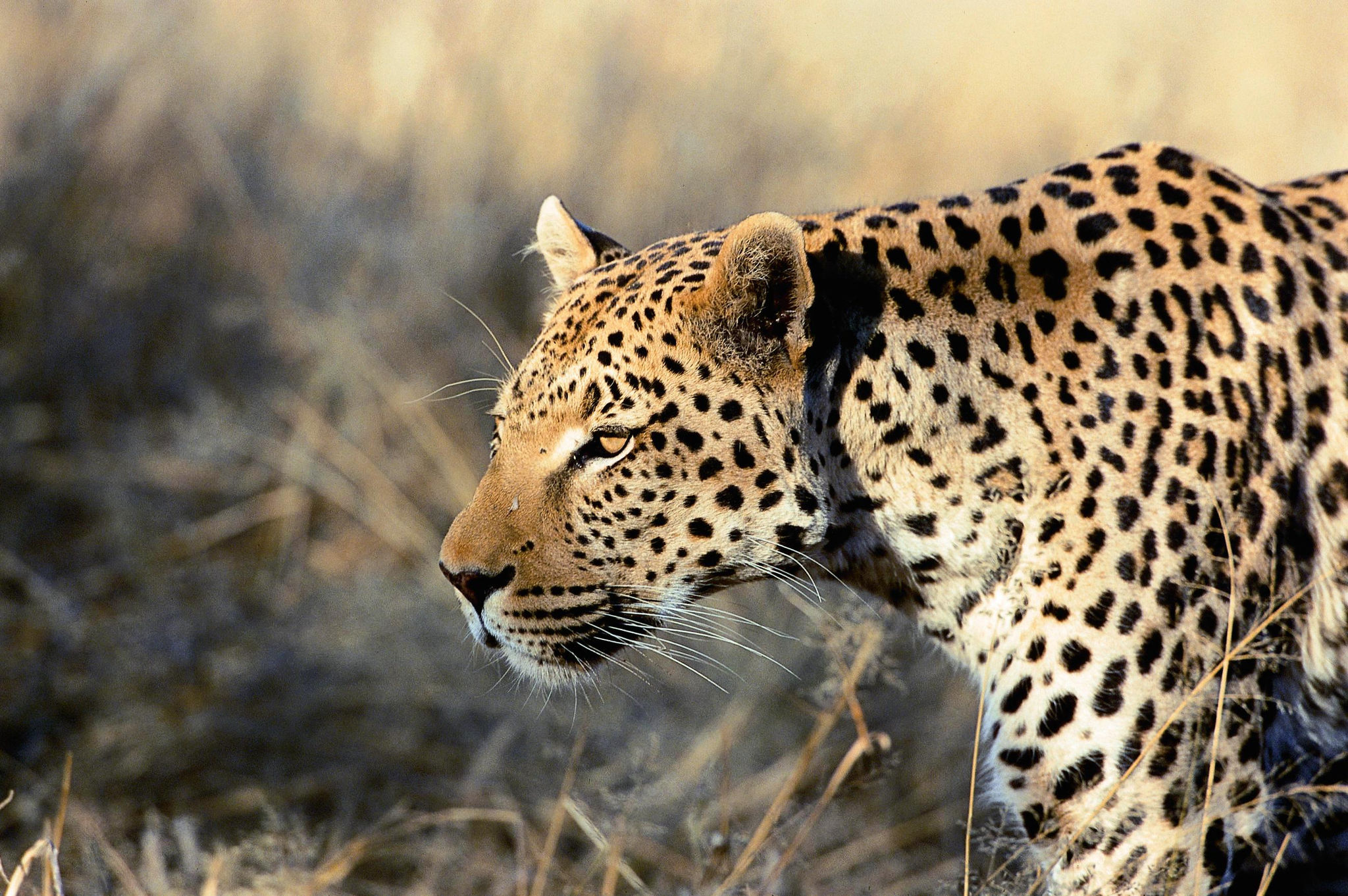 stalking leopard