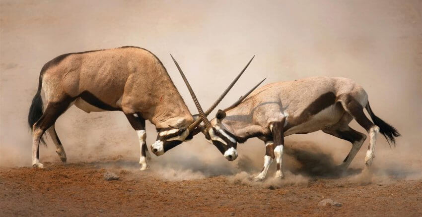 Deux oryx se battant au Parc National d'Etosha, Namibie