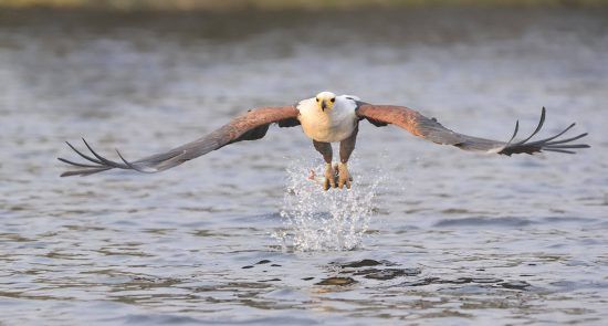 African fish eagle in flight