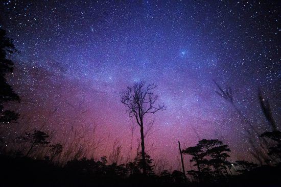 Silhouette of trees with stars lighting up the night sky