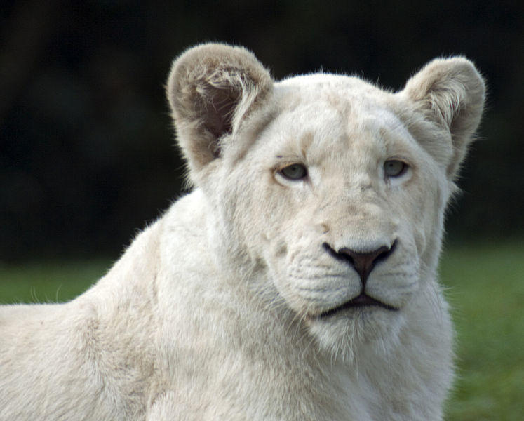 A young white lion