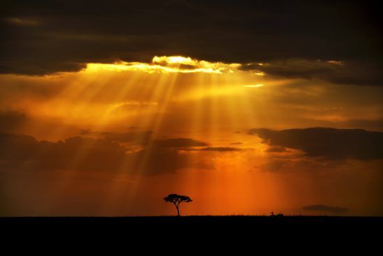 A tree is spot-lighted by the sun