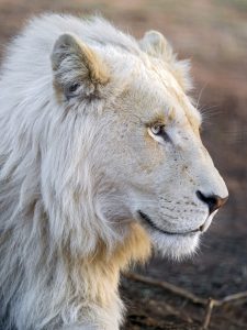 Lion blanc de profil