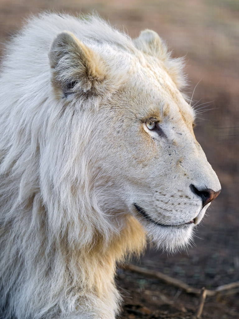 A majestic young white lion