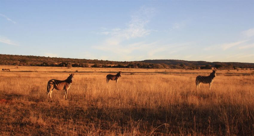 Zèbres dans la savane du Waterberg National Park