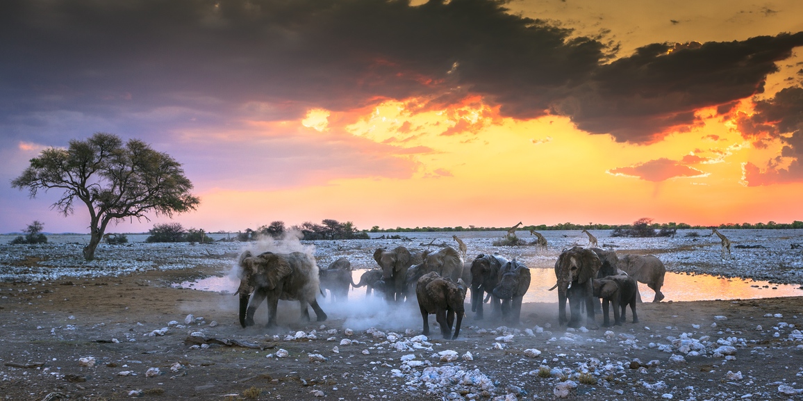 Elephants enjoying a sand bath at sunset and some giraffe in the background