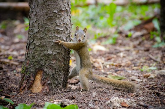 A squirrel at the foot of a tree 