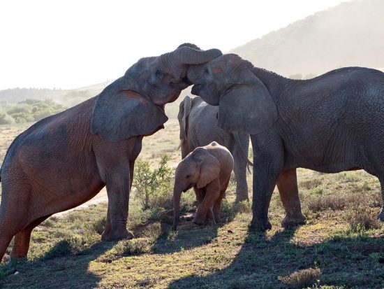 Elephant family seen during a game drive.