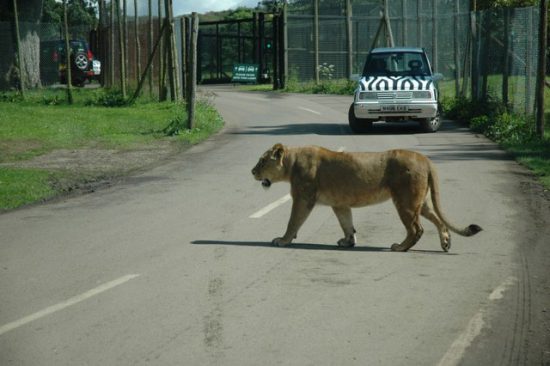 A lion on road