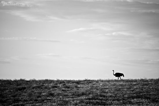 Ostrich in Namibia 