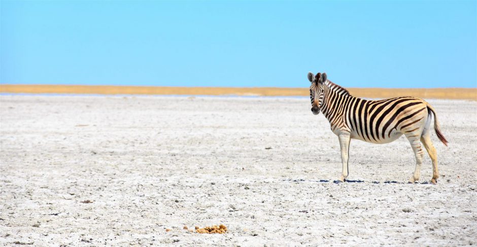 Zebra in der Kalahari bei Sonnenschein