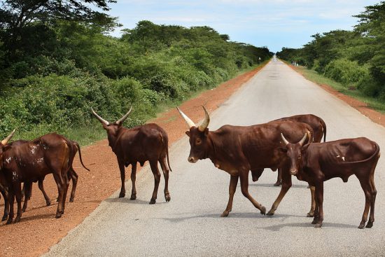 nguni cows in the road