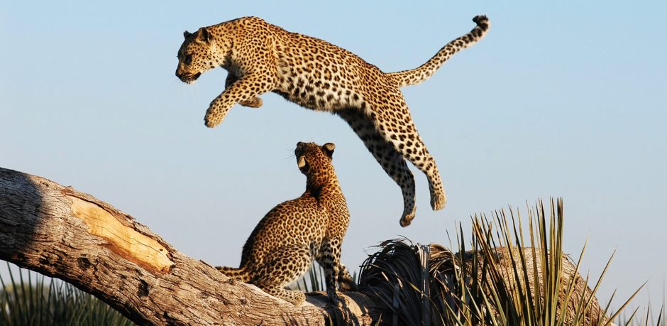 Green Season in Botswana: Raubtiere wie Leoparden sind besonders aktiv