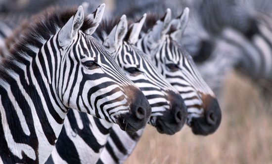 zebras standing in line