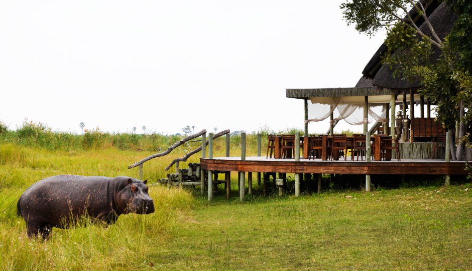 Green Season rund ums Selinda Camp - inklusive Besuch von Nilpferden