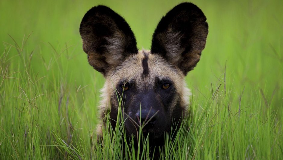 Afrikanischer Wildhund im hohen grünen Gras