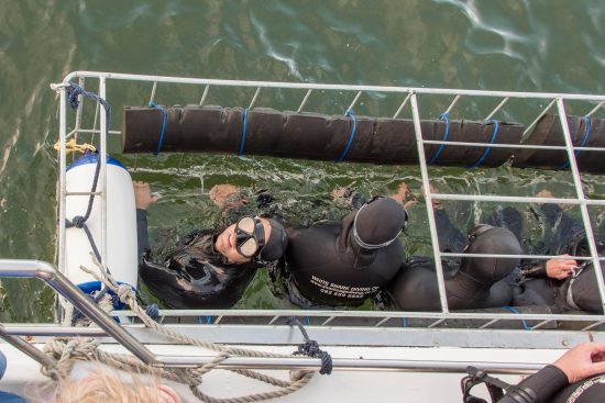 Shark cage diving