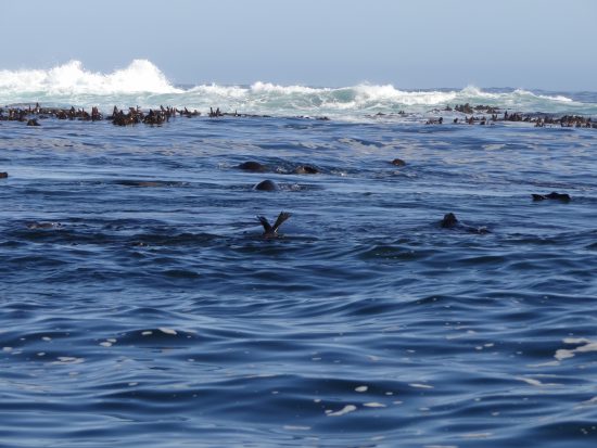 Seal flippers poke out from the sea