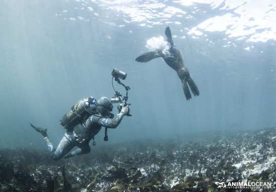 Snorkeling with seals is captivating 