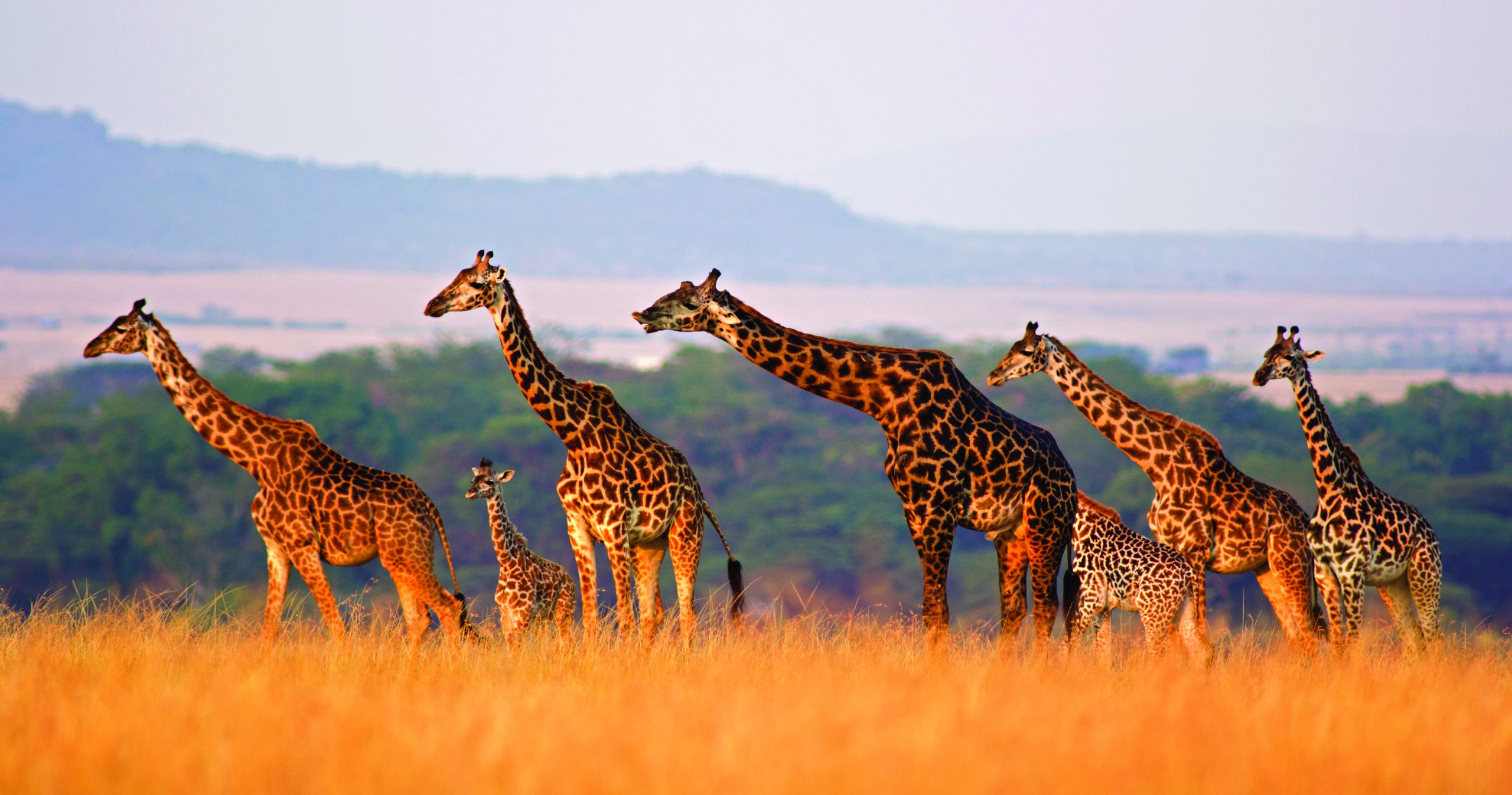 Sunset with giraffe standing in the dry grass in Africa